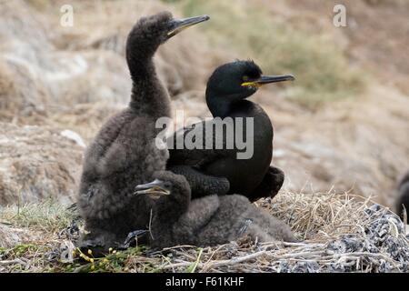 Shag famiglia con bambini giovani pulcini sul nido nel farne islands England Regno Unito Foto Stock