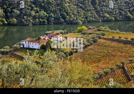 Vigneti nella valle del Douro nel cuore della Regione dei Vini di Alto Douro (patrimonio mondiale dell'UNESCO, il sito), Porto e Norte, Portogallo Foto Stock