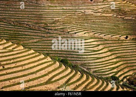 Vigneti nella valle del Douro nel cuore della Regione dei Vini di Alto Douro (patrimonio mondiale dell'UNESCO, il sito), Porto e Norte, Portogallo Foto Stock
