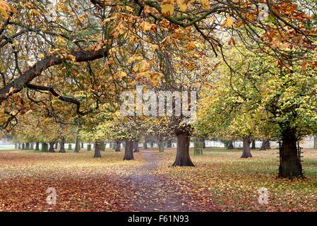 Bushy Park con alberi in colori autunnali Foto Stock