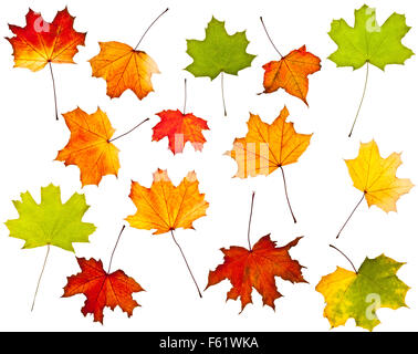 Collezione colorata di foglie di autunno isolato su bianco Foto Stock