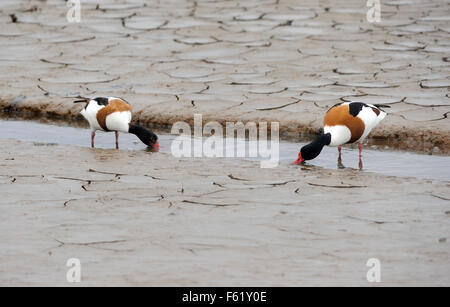 Una coppia di Shelduck (Tadorna tadorna) all'occorrenza si possono trasformare per il cibo nel fango. Titchwell Marsh, Titchwell, Norfolk. Regno Unito. Foto Stock