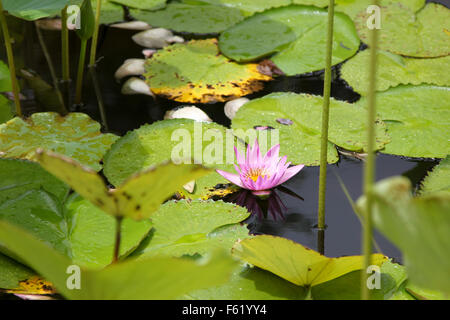 Rosa fiore di loto che fiorisce in stagno Foto Stock