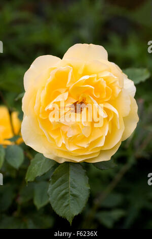 Rosa "Graham Thomas'. Rosa gialla verticale. Foto Stock