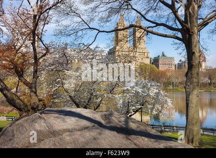 Central Park Lake con Yoshino fioritura dei ciliegi in Primavera, Manhattan Upper West Side, Nuova città Tork Foto Stock