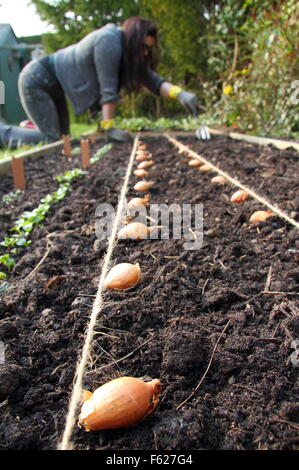 Allium cepa. La semina di cipolle in un letto sollevato in primavera. REGNO UNITO Foto Stock