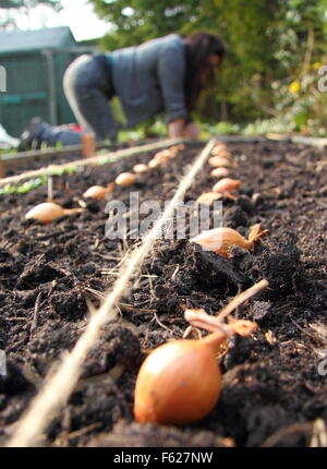 Allium cepa. La semina di cipolle in un letto sollevato in primavera. REGNO UNITO Foto Stock