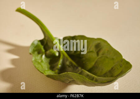 Uno fresche foglie di spinaci Foto Stock