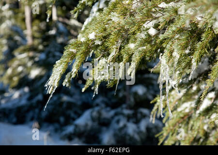 Ghiaccioli formata sulla struttura di abete rosso. Foto Stock