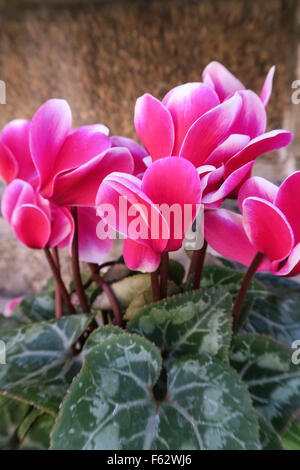 Blooming Ciclamino Foto Stock