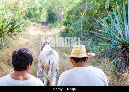 Corsa per il cenote alla vecchia maniera presso la Hacienda Temozon nello Yucatan, Messico. Foto Stock