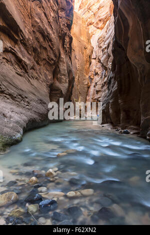 La poco profonde acque blu del fiume vergine di flusso tra alte scogliere rosso nella Vergine si restringe slot canyon nel Parco Nazionale di Zion Foto Stock