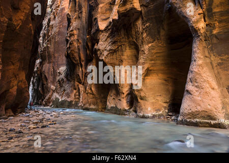 Una forma arrotondata e la tessitura della parete a strapiombo Accesa arancione dalla luce riflessa nella Vergine si restringe slot nel canyon Zion National Park nello Utah. Foto Stock