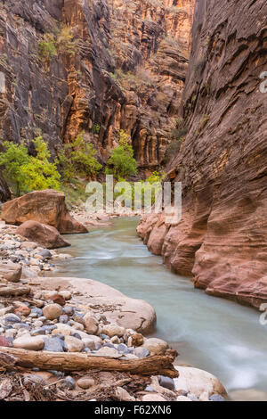 Il Red cliffs fiancheggiano il fiume azzurro della Vergine si restringe slot nel canyon Zion National Park nello Utah. Foto Stock