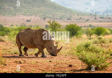 White Rhino walking Foto Stock