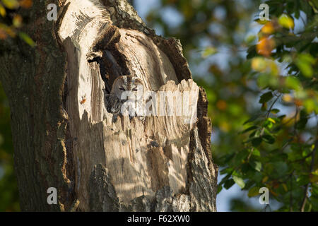 Allocco, Waldkauz, ruht am Tage in einer Baumhöhle, Strix aluco, Wald-Kauz, Kauz, Käuzchen Foto Stock