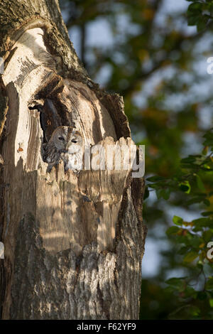 Allocco, Waldkauz, ruht am Tage in einer Baumhöhle, Strix aluco, Wald-Kauz, Kauz, Käuzchen Foto Stock