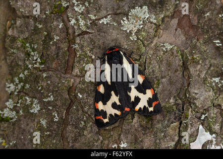 Legno Tiger, Wegerichbär, Wegerich-Bär, Wegerich-Bärenspinner, Parasemia plantaginis, Phalaena plantaginis, L'écaille du piantaggine Foto Stock