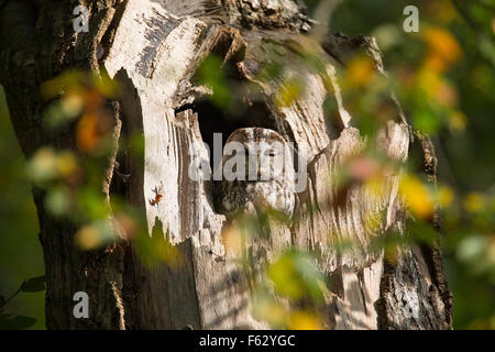 Allocco, Waldkauz, ruht am Tage in einer Baumhöhle, Strix aluco, Wald-Kauz, Kauz, Käuzchen Foto Stock