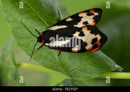 Legno Tiger, Wegerichbär, Wegerich-Bär, Wegerich-Bärenspinner, Parasemia plantaginis, Phalaena plantaginis, L'écaille du piantaggine Foto Stock