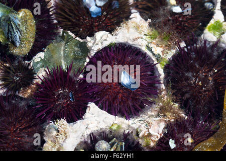 Viola ricci di mare, rock dei ricci di mare, Steinseeigel, Stein-Seeigel, Paracentrotus lividus, Strongylocentrotus lividus Foto Stock