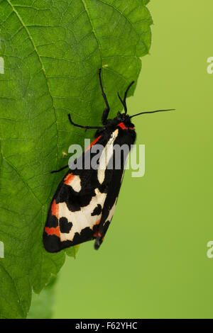 Legno Tiger, Wegerichbär, Wegerich-Bär, Wegerich-Bärenspinner, Parasemia plantaginis, Phalaena plantaginis, L'écaille du piantaggine Foto Stock