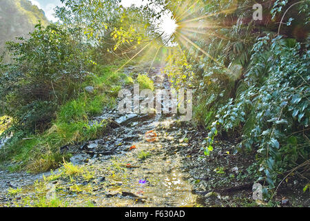 Nel pomeriggio i raggi di sole che splende attraverso gli alberi mentre esplorare la Nuova Zelanda Foto Stock