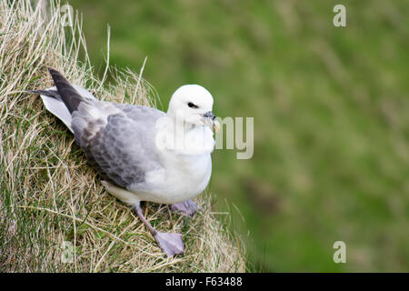 Un northern fulmar, fulmarus glacialis, seduto su di una rupe Foto Stock