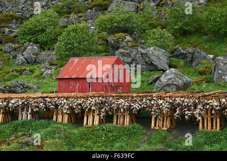 Pesci secchi teste, una tipica tradizionale consuetudine sulle Isole Lofoten in Norvegia Foto Stock