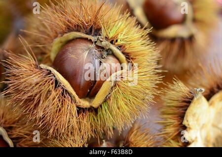 Un raccolto di fresco giapponese di castagne, una prelibatezza tradizionale, in esterno involucro coccolone Ottobre 22, 2015 in Ganne Miwa-cho, Giappone. Foto Stock