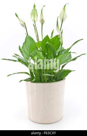 Fiore Spathiphyllum isolato su bianco Foto Stock