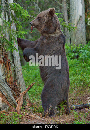 Orso bruno visto da nascondere. Area di Kuhmo, in Finlandia (a un chilometro dal confine russo). Foto Stock