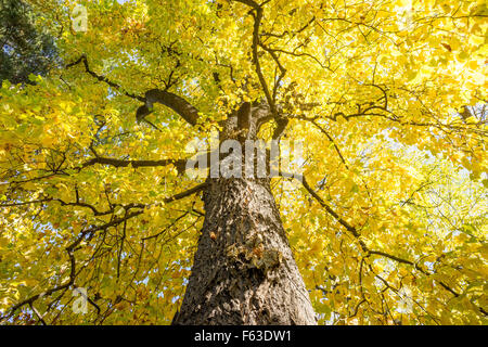 Il vecchio albero dei tulipani gialli tettoia di caduta e tronco liriodendron tulipifera Foto Stock