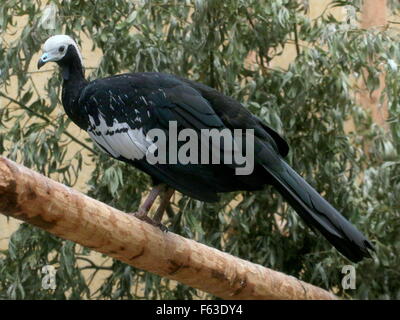 Sud Americana maschio blu throated Piping Guan (Pipile cumanensis), a.k.a. Venezuelano con testa bianca Piping Guan Foto Stock