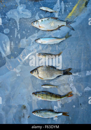 Helsinki maratona di pesce è una gara di pesca dove il vincitore è il team che le catture più diverse specie di pesci in 24 ore. Egli Foto Stock