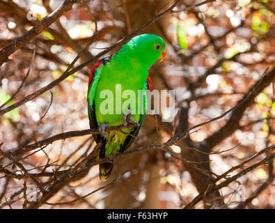 Australian collezione di uccelli, uccelli verde Australia Foto Stock