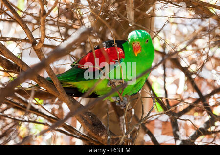 Australian collezione di uccelli, uccelli verde Australia Foto Stock