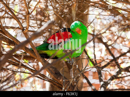 Australian collezione di uccelli, uccelli verde Australia Foto Stock