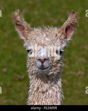 Baby Alpaca o Cria (vicugna pacos) Foto Stock