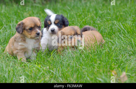 Pekinese puppy dog sitter su prato Foto Stock