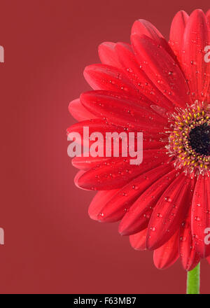 Rosso fiore di gerbera e gocce di acqua Foto Stock