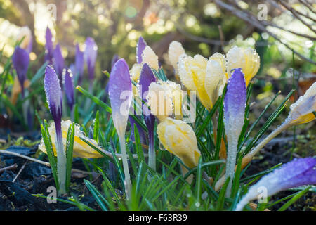 Coperti di rugiada di crochi. Foto Stock