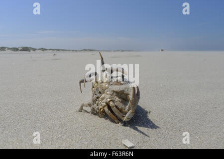 Il granchio morto sulla spiaggia Foto Stock