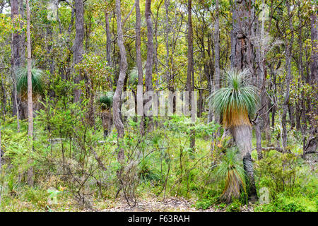 Grasstree nella macchia nativa in Western Australia del Sud Ovest Foto Stock