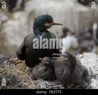 Shag famiglia con bambini giovani pulcini sul nido nel farne islands, Northumberland, England Regno Unito Foto Stock