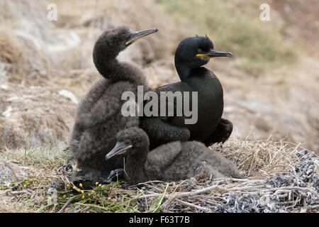 Shag famiglia con bambini giovani pulcini sul nido nel farne islands England Regno Unito Foto Stock