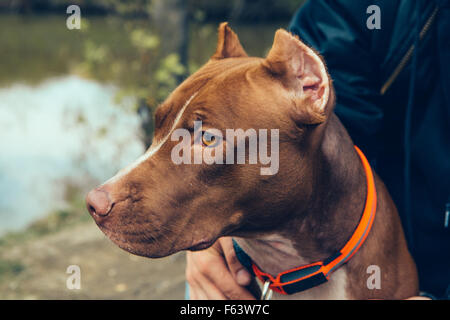 Uomo con cane Natura lago di autunno per esterno Foto Stock