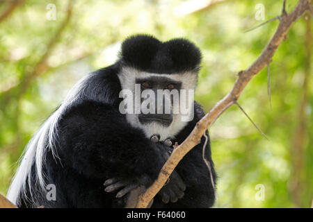 Vicino orientale di Colobus Monkey Colobus guereza Elsamere Naivasha Kenya Foto Stock