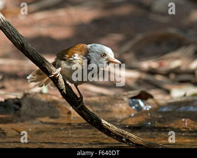 Un bianco-incappucciati Babbler su un ramo al di sopra di un pool di foresta Foto Stock