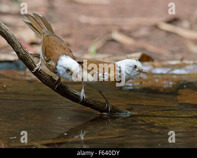 Una coppia di bianco-incappucciati Babblers su un ramo in un pool di foresta nel Nord della Thailandia Foto Stock